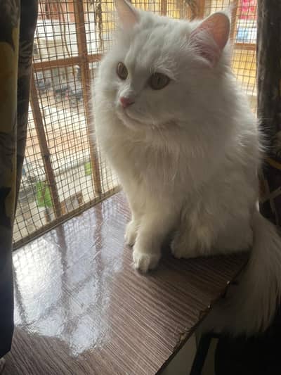White Persian Cat  with cage
