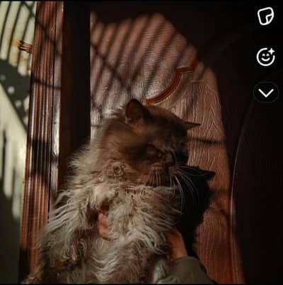 male cat available for sale