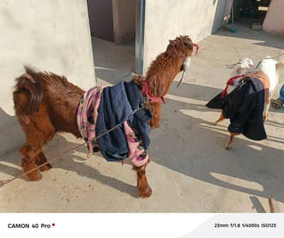 Nachi bakra Kafi healthy and Active h