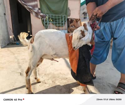 tiddibakra Kafi healthy and Active h