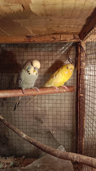 exhibition ,TCB , spangle