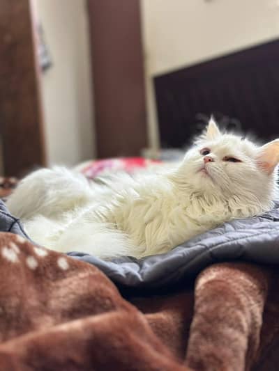 Albino Turkish Angora
