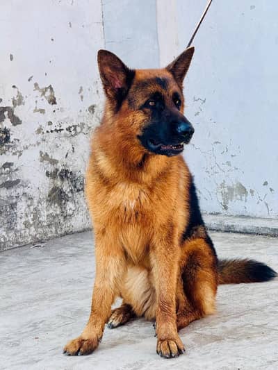 German shepherd