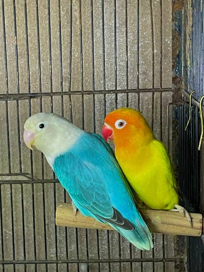 love bird parrots + cockateil parrots