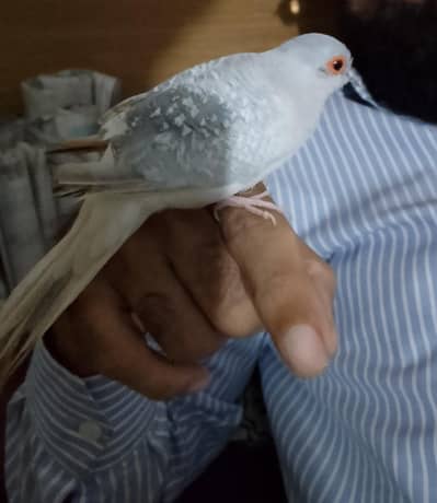 Handtame Diamond Dove