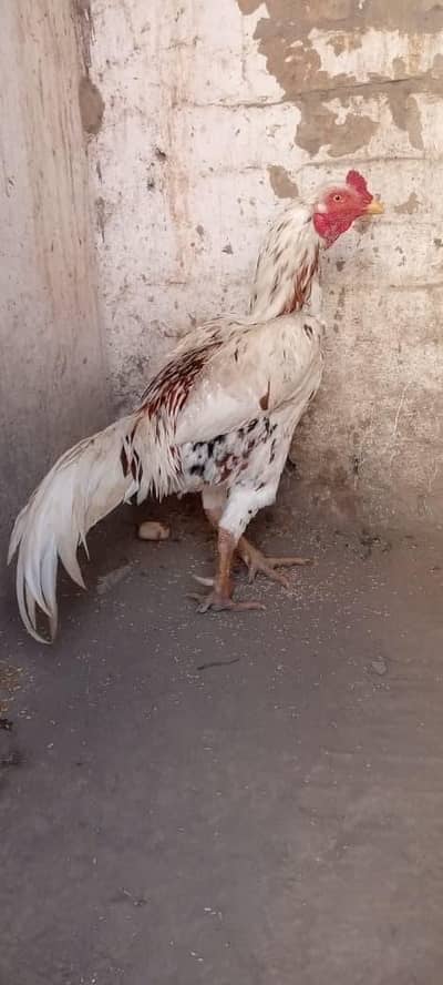 aseel pure mazbot hadi jor