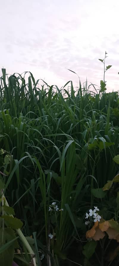 Java 1Aker For Sale Chara k leay