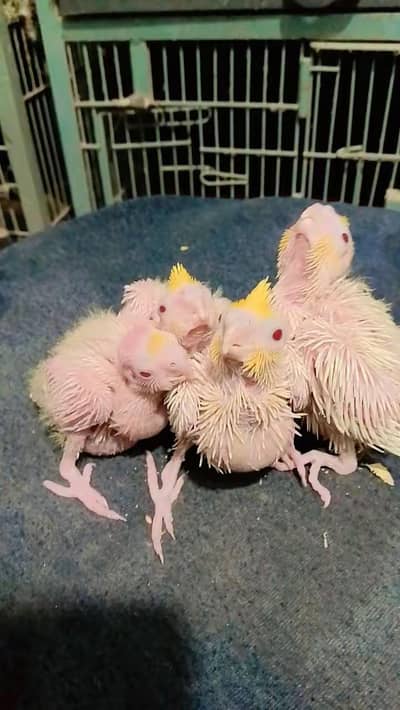 cocktail love birds bajis