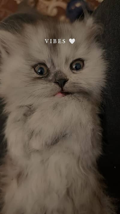 Persian kitten