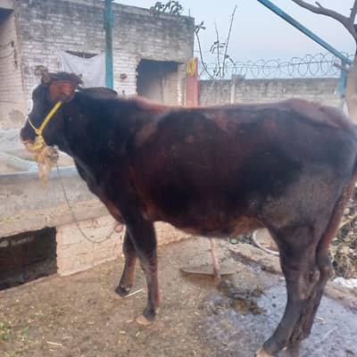 walaiti cros milking wali