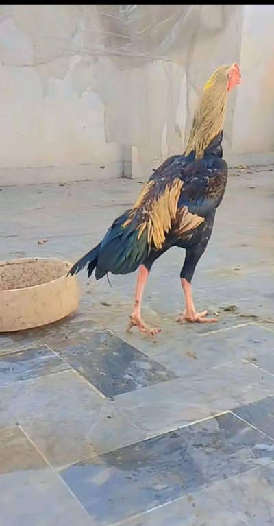 jawa patha for sale peshawar