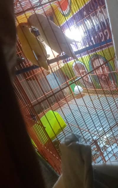 Albino red eyes to dacino paiir with egg with box