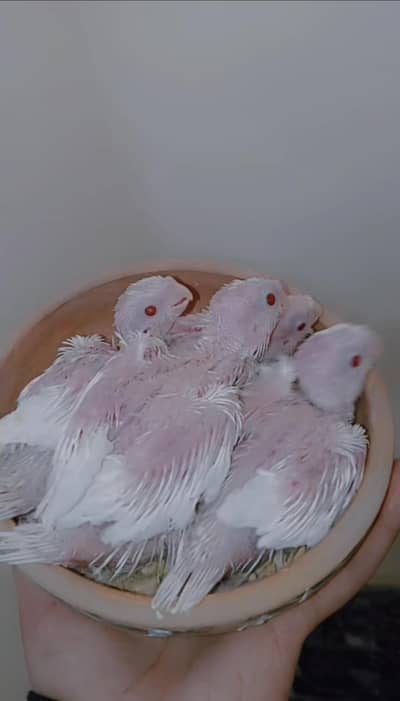 cocktail chicks