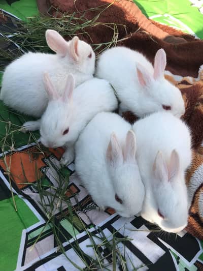 Rabbits bunnies for sale