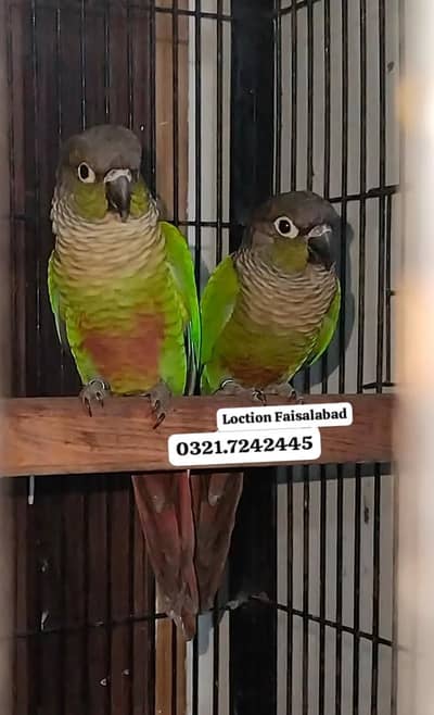 Green cheeck canoure Breeder pair