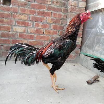 thai aseel hens / japanese aseel . . . read  full add