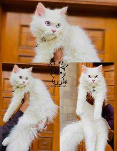 Persian punch face triple coated cat's and kitten's