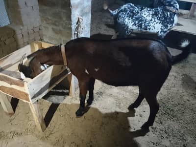 beetal goat with male kid