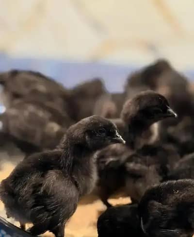 Ayam Cemani Grey tounge Chicks Available 03430047561