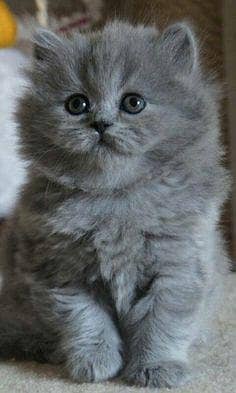 grey Persian kitten 14k