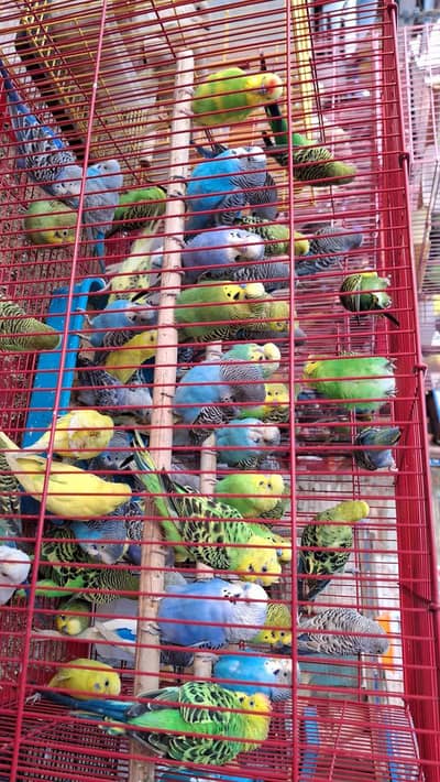 Sale for Australian Parrots
