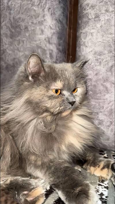 Persian cat