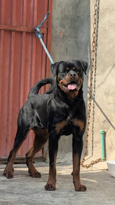 rottweiler young male available for new home