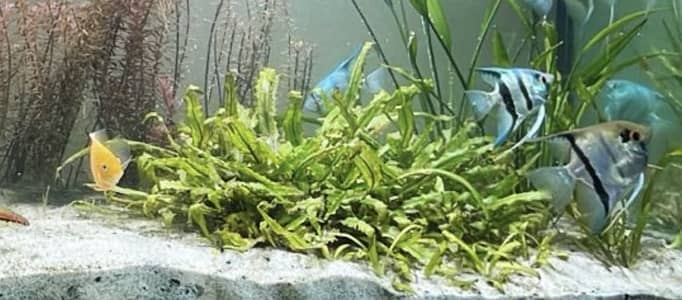 Aquatic plants