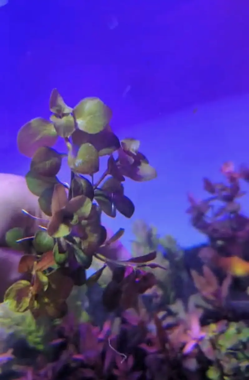 Aquatic plants — photo 2