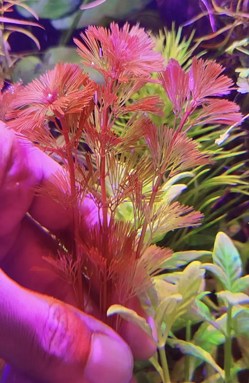 Aquatic plants — photo 3