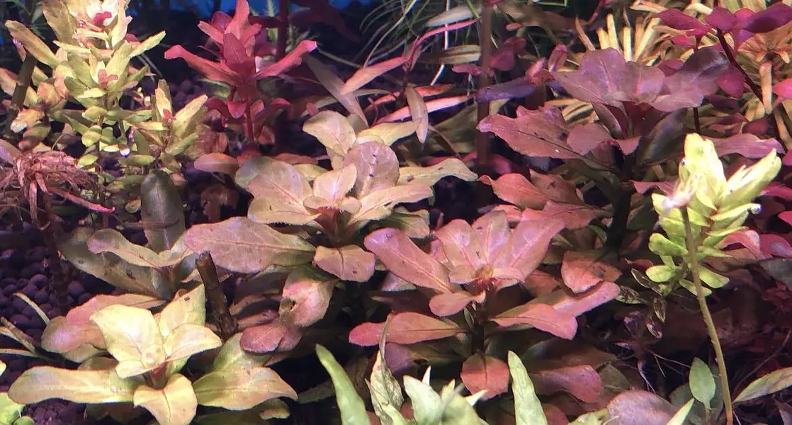 Aquatic plants — photo 4
