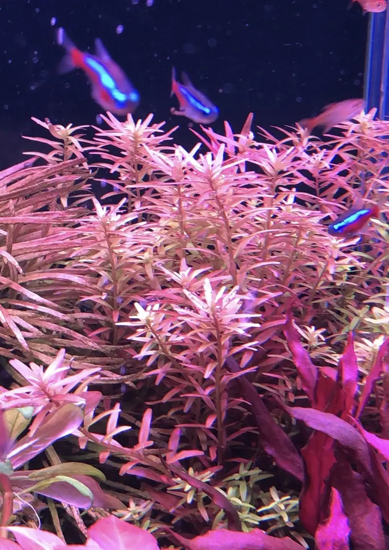 Aquatic plants — photo 5