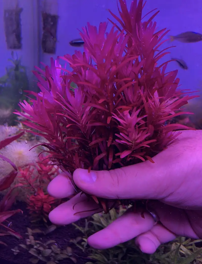 Aquatic plants — photo 6
