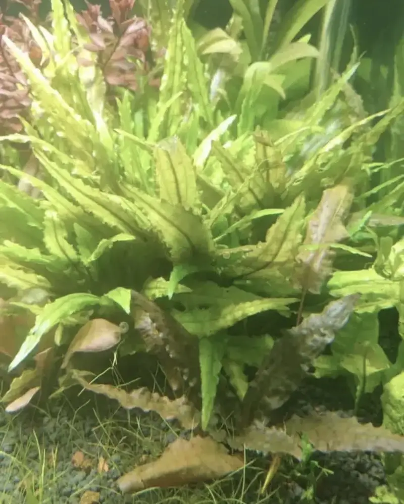 Aquatic plants — photo 7