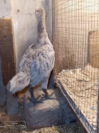 ice blue dragon Chiks