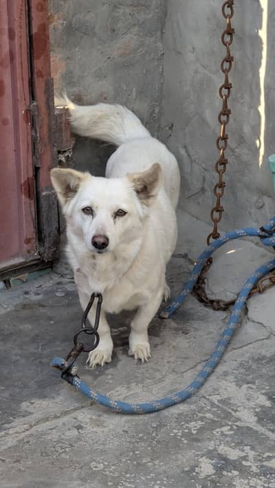 Russian pregnant female available for new home 