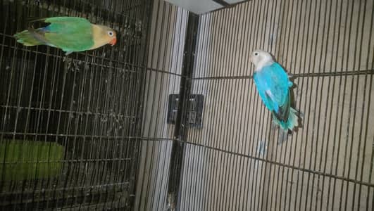 Parblue Opline,Blue Opline ,Cremino,Albino Red Eye Healthy & Active