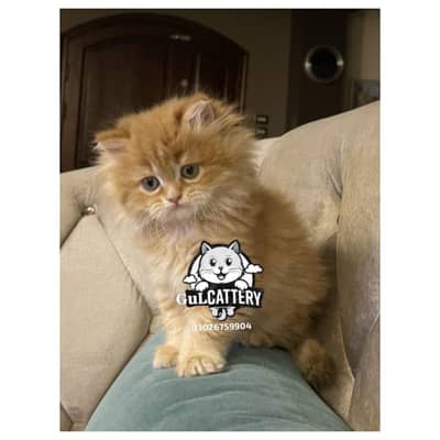 Persian British punch face piki face kitten cat available