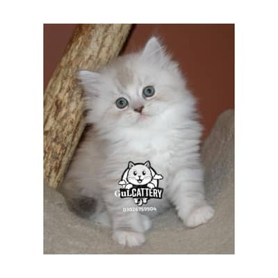 Persian British punch face piki face kitten cat available