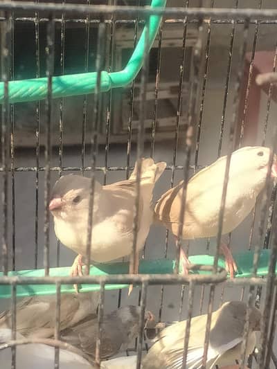 full orange/ 3B/ 2B finches