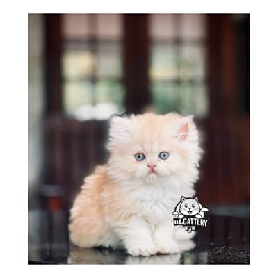 Persian British punch face piki face kitten cat available