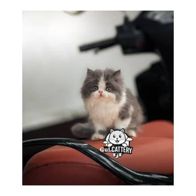 Persian British punch face piki face kitten cat available