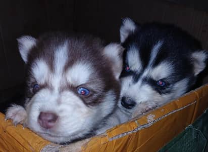 puppies for sale