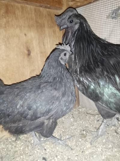 good quality male female hai neat n clean all  healthy active