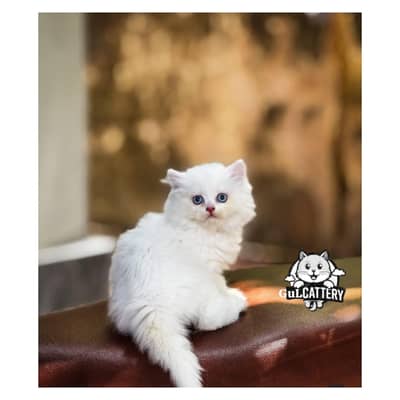 Persian British punch face piki face kitten cat available