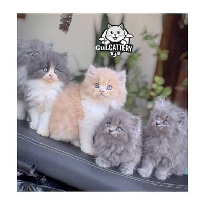 Persian British punch face piki face kitten cat available