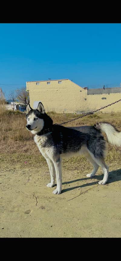 Active siberian husky male