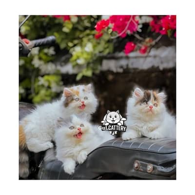 Persian British punch face piki face kitten cat available