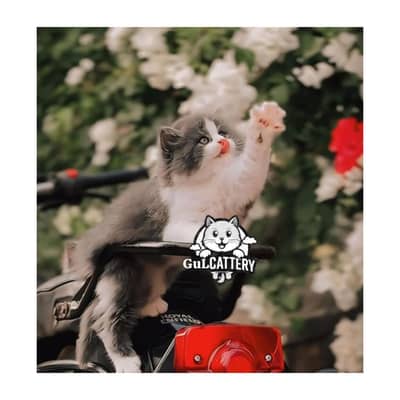 Persian British punch face piki face kitten cat available