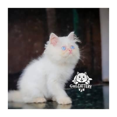 Persian British punch face piki face kitten cat available